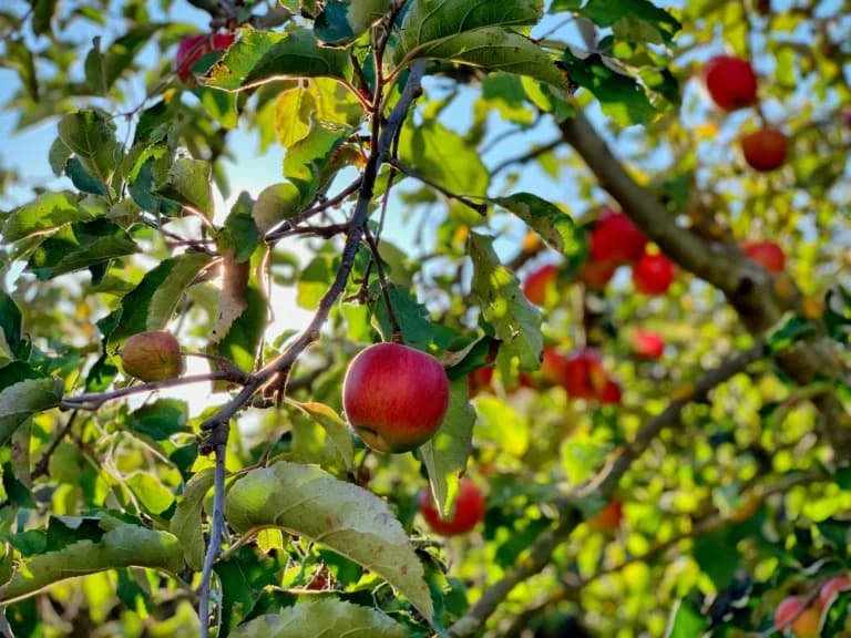 Manzanas europeas: Investigación revela contaminación por pesticidas