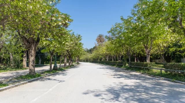 Οι Προκλήσεις και η Αναγκαιότητα των Δέντρων στην Αθήνα