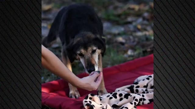 Καμπάνια για την υιοθεσία ενήλικων σκύλων από καταφύγια