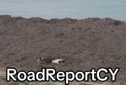 На пляже в Пафосе нашли мертвую корову