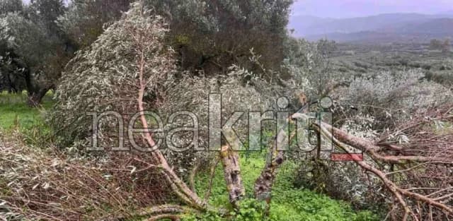 Heraklion: Sabotaje en un olivar en Kalyvia – Miles de euros en daños