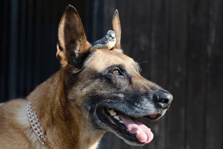 Dog and Bird: Can They Harmoniously Coexist in the Same Home?