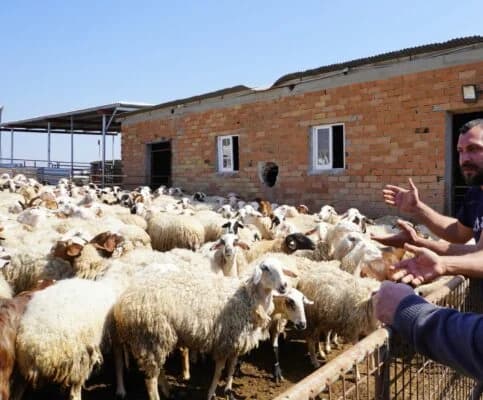 Livestock Farmers in Distress Over Foot-and-Mouth Disease: Seek Financial Support