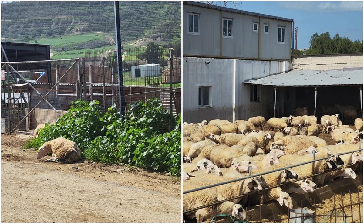 Oroklini and Livadia on Alert Due to Foot-and-Mouth Disease