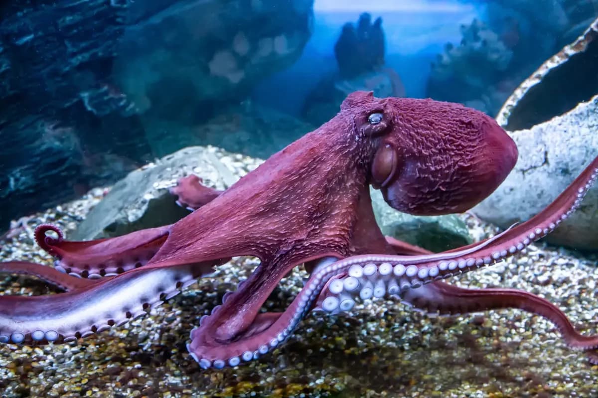 Octopus Secrets: Nine Brains and Similarities to Humans