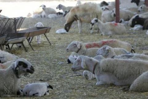 Athienou: Measures Against Foot-and-Mouth Disease – Road Closures and Vehicle Disinfection