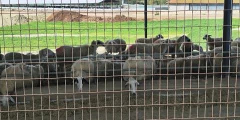 Oroklini und Livadia wegen Maul- und Klauenseuche in Alarmbereitschaft