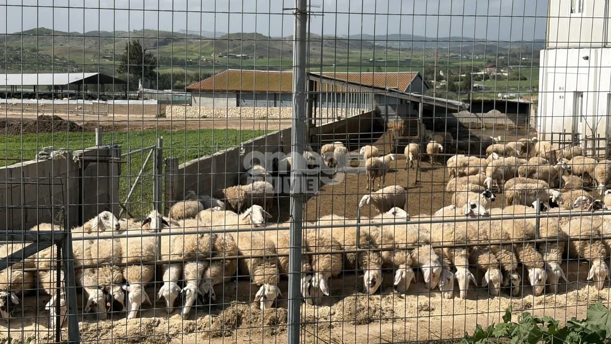 Athienou: Measures Against Foot-and-Mouth Disease Following Outbreaks in Occupied Areas