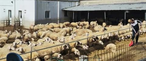 Maul- und Klauenseuche: Sechs Fälle in Zypern, Ermittlungen wegen Futtermittelhandels