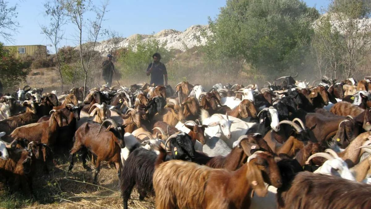 Goat and Sheep Farmers Concerned About Foot-and-Mouth Disease