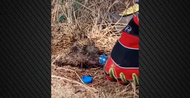 Firefighter in Kilkis Gives Water to Hedgehog After Fire