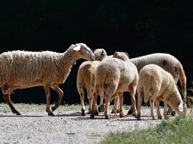 Ενεργοποίηση ιδιωτών κτηνιάτρων για την αντιμετώπιση της ευλογιάς