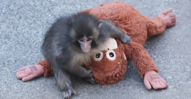 Why Did Punch the Macaque's Mother Abandon Him?
