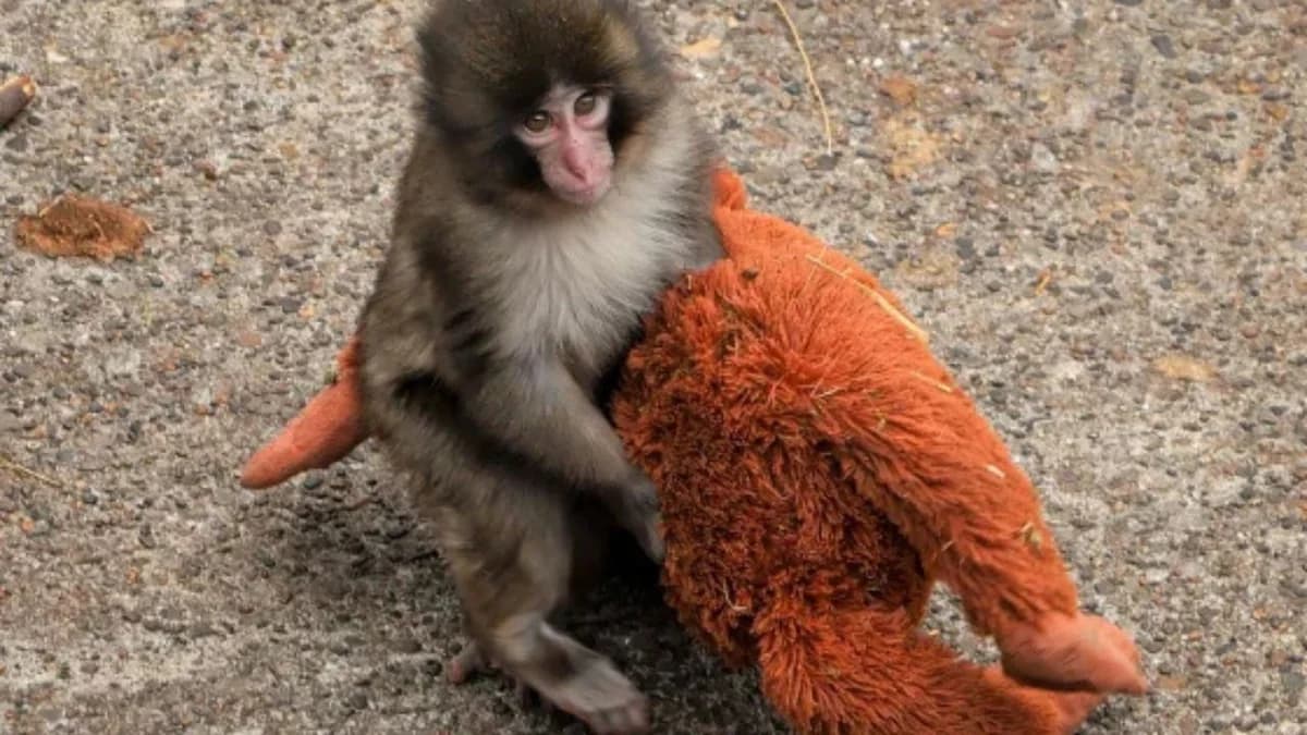 Viral βίντεο με μαϊμουδάκι: Ψυχολογική ανάλυση της απώλειας και της μοναξιάς