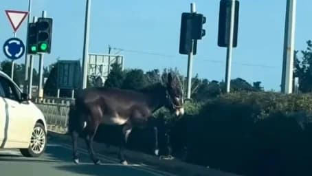 Γαϊδουράκι κυκλοφορεί στους δρόμους της Γεροσκήπου – Βίντεο