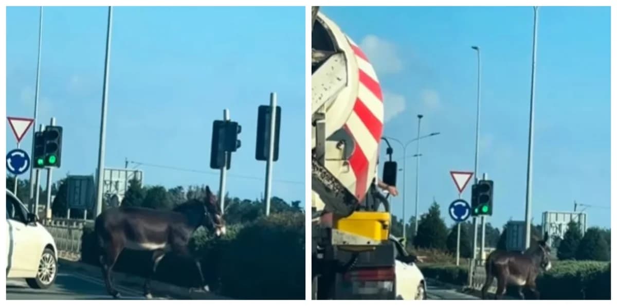 Burro cruza carretera principal en Pafos – Sorpresa para los conductores