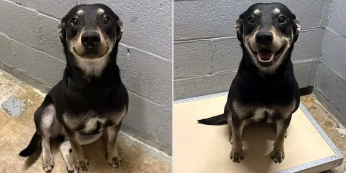 Perrita se vuelve viral y es adoptada gracias a su 'sonrisa'
