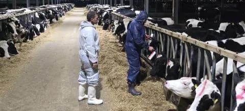 Αφθώδης πυρετός: Έξι μήνες για την καταπολέμηση, κρίσιμη η πορεία των εμβολιασμών