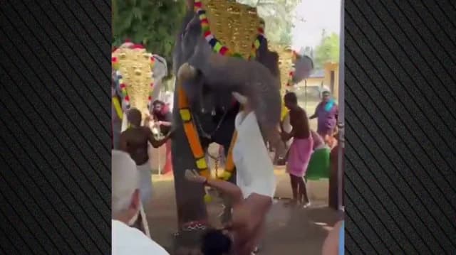 India: Elefante hiere gravemente a un hombre en festival