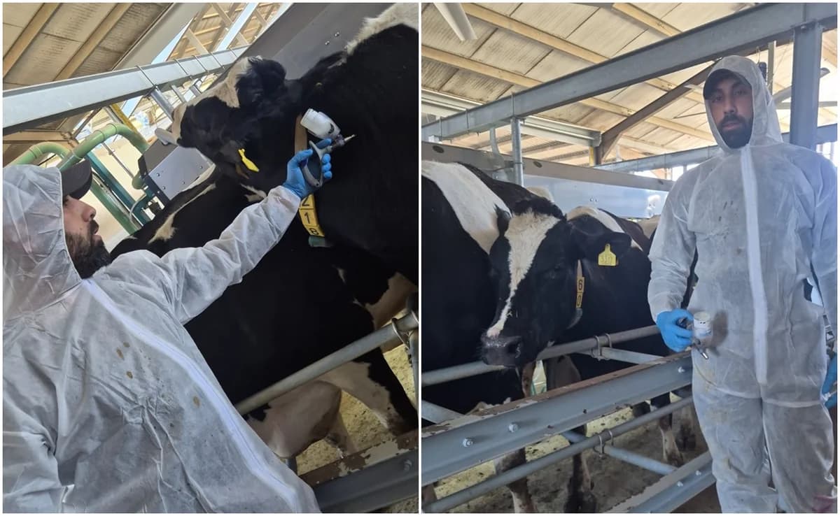 השירותים הווטרינריים מפעילים תוכנית חירום למחלת הפה והטלפיים