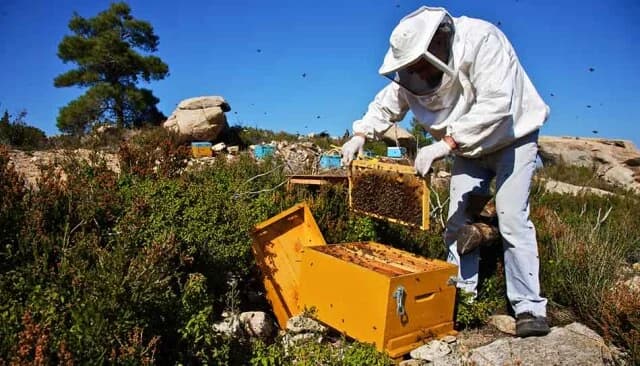 ΔΥΠΑ: Επιδοτούμενο πρόγραμμα μελισσοκομίας στην Πάργα