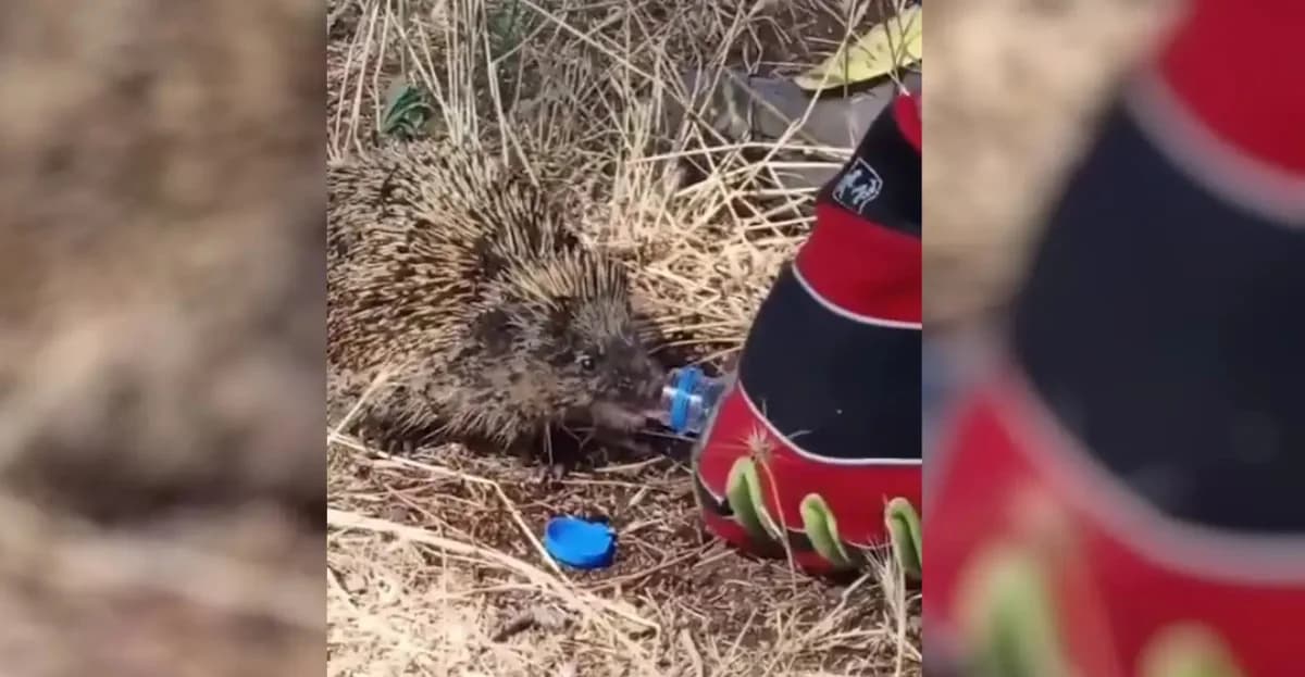 Firefighters in Kastoria Rescue Hedgehog After Fire