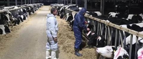 Foot-and-Mouth Disease: Veterinary Services Respond to Criticism
