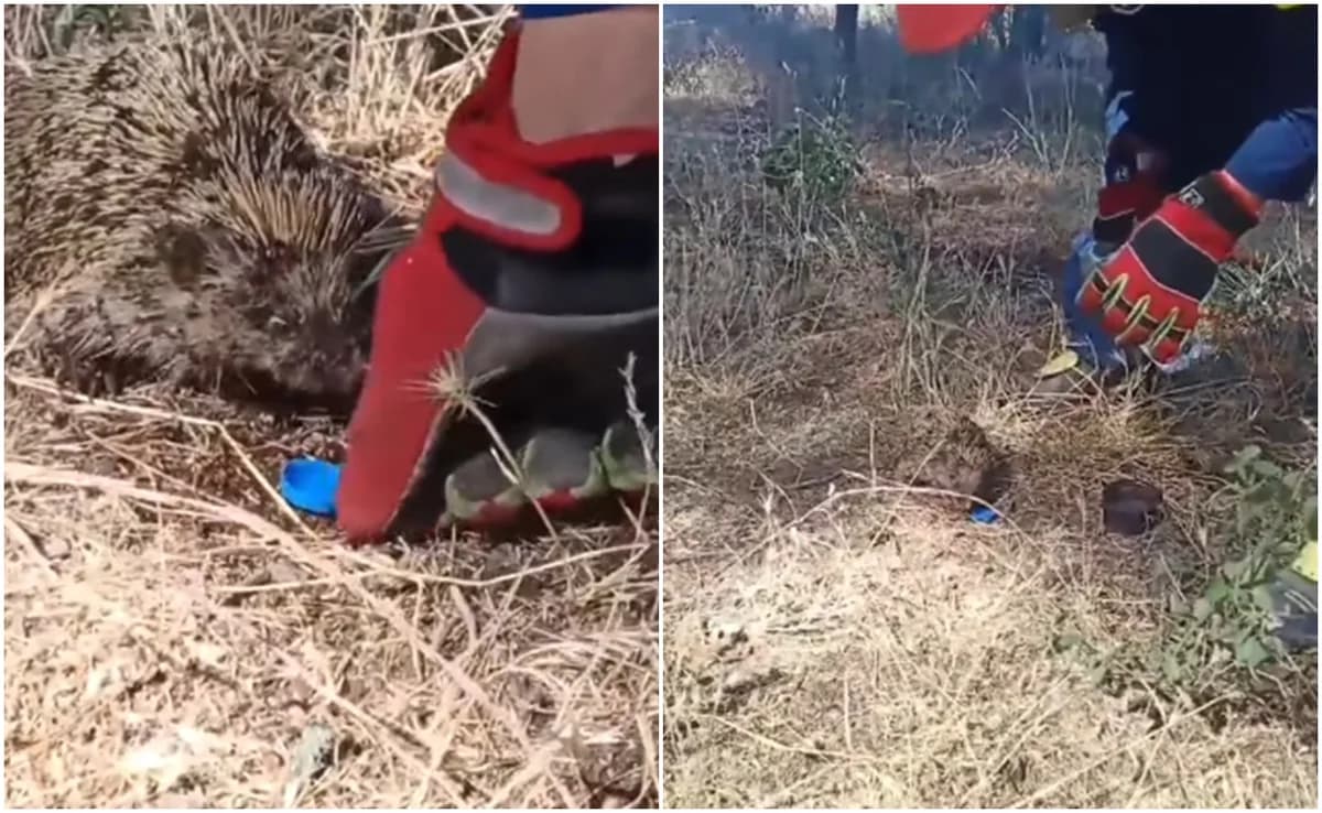 Firefighter Rescues Hedgehog from Fire in Kilkis
