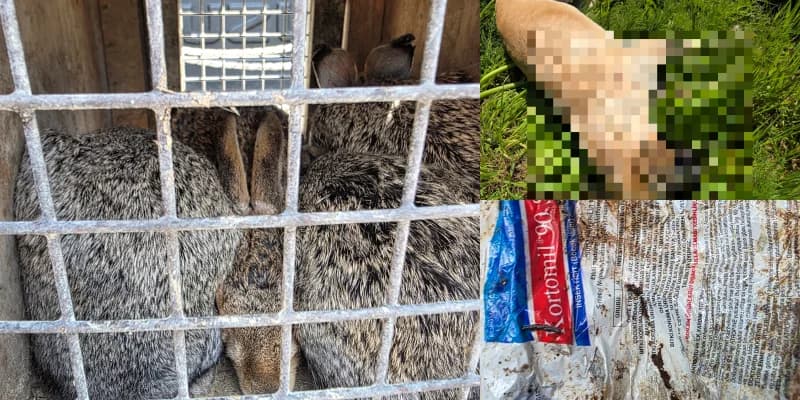 Πάνω Λεύκαρα: Νεκροί σκύλοι, λαγοί σε κλουβιά & παράνομα εντομοκτόνα