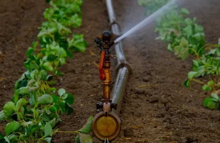 Complaints of Illegal Irrigation of Vegetables with State Water in Cyprus