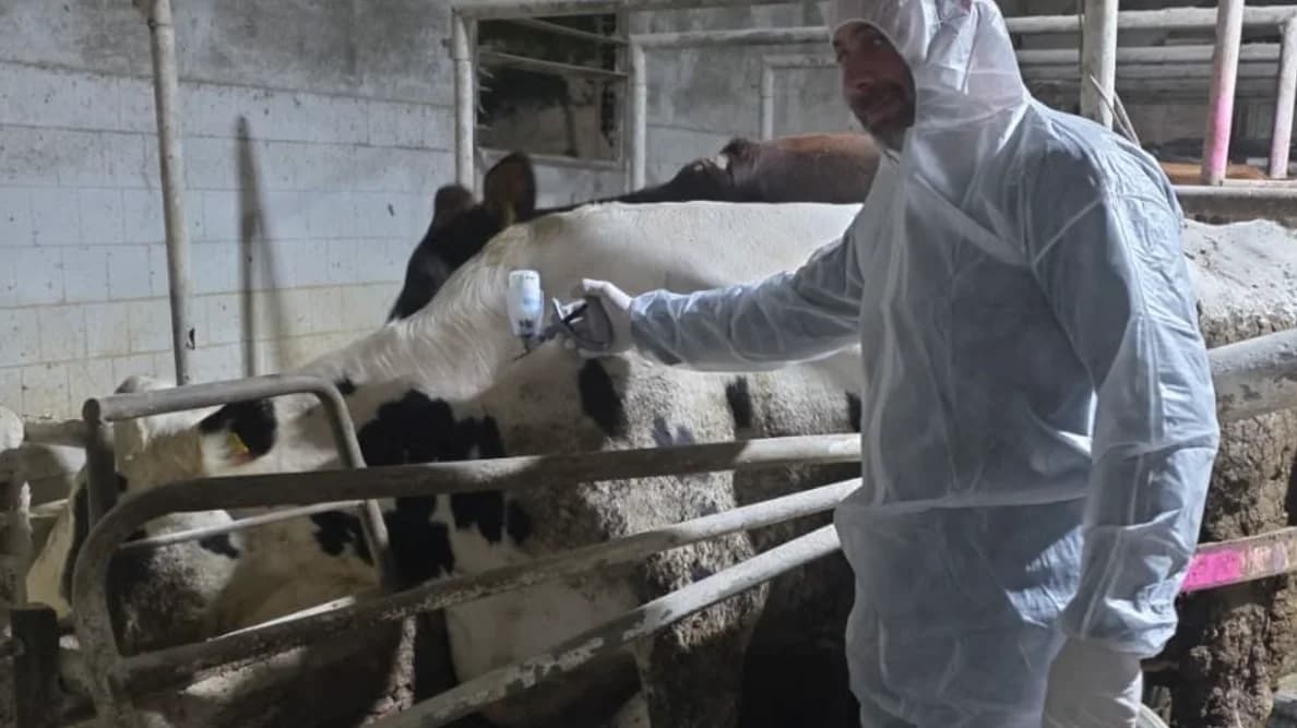 Foot-and-Mouth Disease: Protests and Allegations of Animal Slaughter in Cyprus