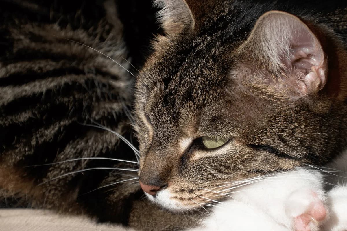 Do Cats Grieve? Behavior Changes and How to Help