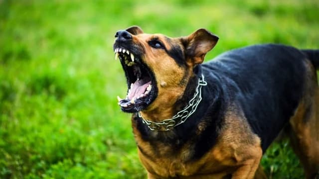 Ataque de perros a madre e hija en Pylaia