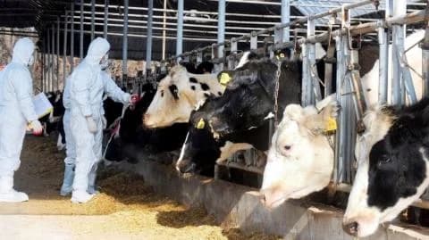 Απογοήτευση Κτηνιατρικού Συλλόγου για τον αφθώδη πυρετό