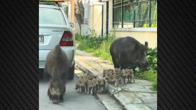 Семейство диких кабанов заметили на прогулке в Тракомакедонес – Видео