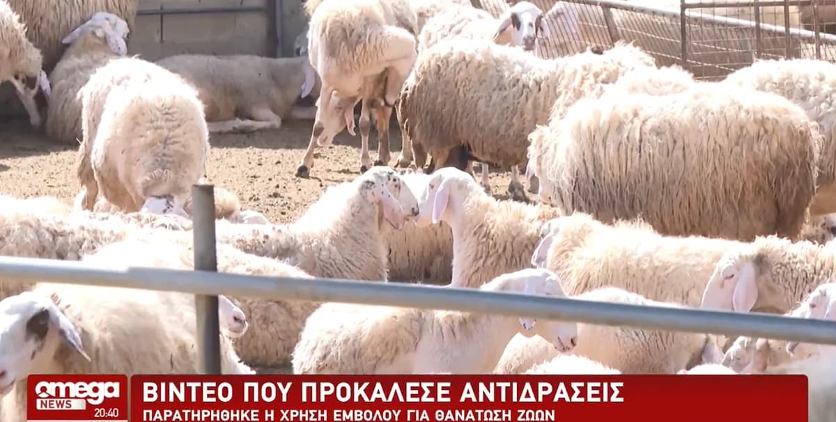 Ящур: Обвинения в бесчеловечном убое животных