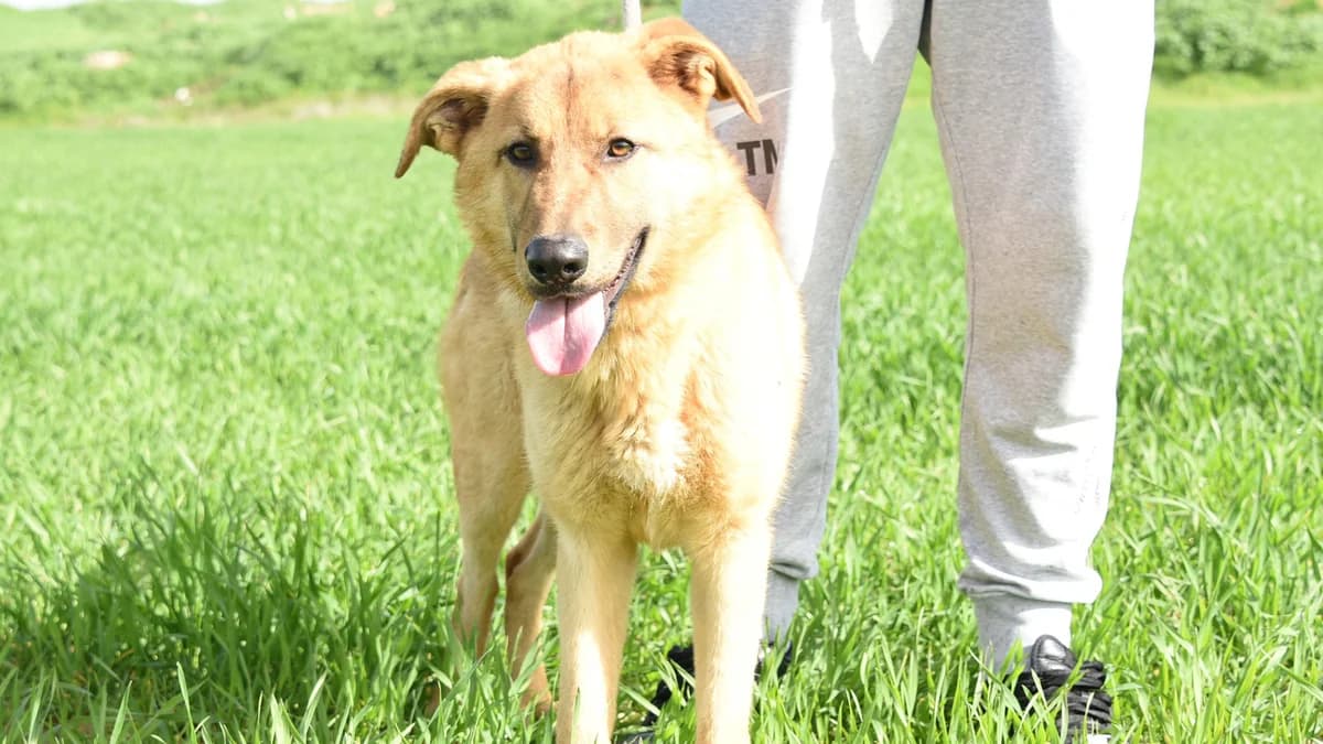 Arlo: Un Perro Maravilloso Busca un Hogar en Chipre