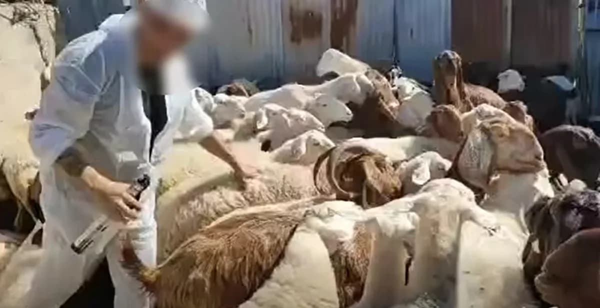 Έκκληση για προστασία των κτηνιάτρων λόγω αφθώδους πυρετού