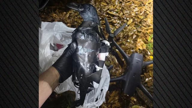 Texas: Dron disfrazado de cuervo usado para contrabandear drogas en prisión
